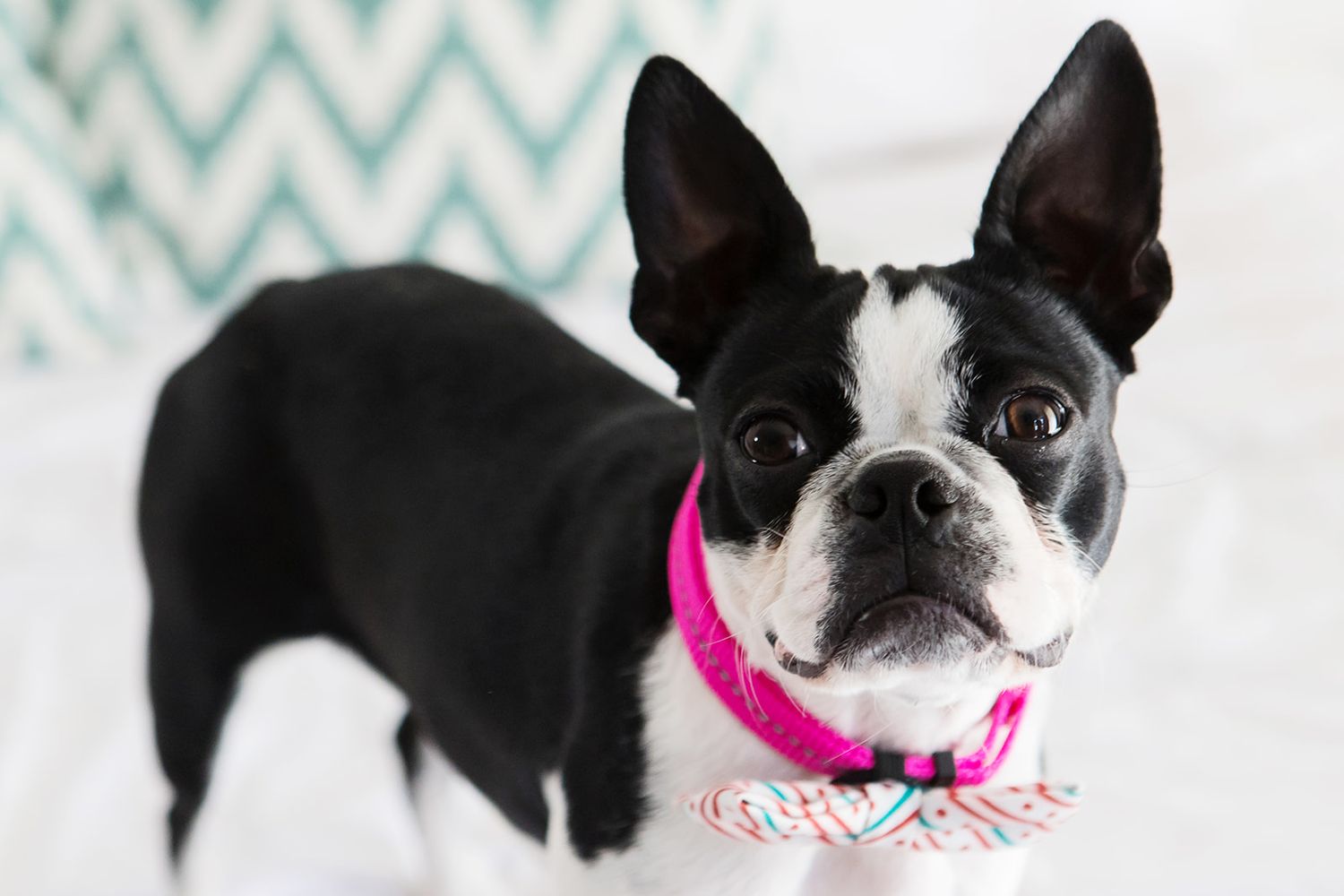 Reflective Supersoft Webbing Collar Hot Pink - Image 5